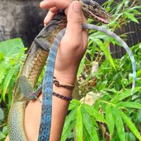 Gambar varanus yuwonoi dari Bens Reptile undefined 1 Tokopedia