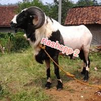 Gambar kambing domba garut asli original jantan tangguh dari riashop-2 undefined 1 Tokopedia