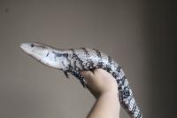 Gambar Panana Merauke ( Merauke Blue Tongue Skink ) dari Reptile_Rumahan undefined 1 Tokopedia