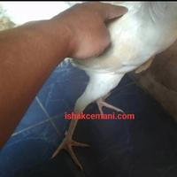 Gambar Ayam Putih Mulus Mata Putih, Paruh Putih, Kaki Putih dari Ishak Cemani undefined 3 Tokopedia