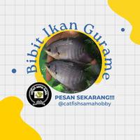 Gambar bibit ikan gurame 3-4 jari dari Catfishsamahobby undefined 2 Tokopedia