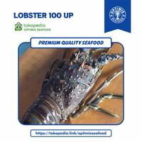 Gambar LOBSTER LAUT BEKU SIZE 100GR UP dari OPTIMIS SEAFOOD undefined 1 Tokopedia