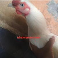 Gambar Ayam Putih Mulus Mata Putih, Paruh Putih, Kaki Putih dari Ishak Cemani undefined 5 Tokopedia