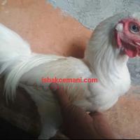 Gambar Ayam Putih Mulus Mata Putih, Paruh Putih, Kaki Putih dari Ishak Cemani undefined 2 Tokopedia