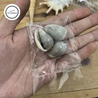 Gambar Cangkang Kelomang ukuran Kecil berbagai VARIAN B - siput tanjung dari Crockbeans undefined 5 Tokopedia