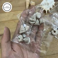 Gambar Cangkang Kelomang ukuran Kecil berbagai VARIAN B - siput tanjung dari Crockbeans undefined 3 Tokopedia