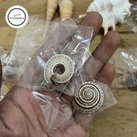 Gambar Cangkang Kelomang ukuran Kecil berbagai VARIAN B - siput tanjung dari Crockbeans undefined 4 Tokopedia