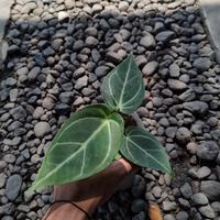 Gambar Anthurium emerald trident dari Artulang nursery undefined 3 Tokopedia