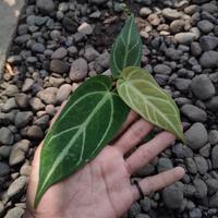 Gambar Anthurium emerald trident dari Artulang nursery undefined 2 Tokopedia
