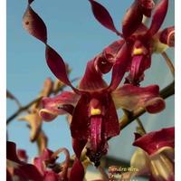 Gambar Anggrek Dendrobium Wira Pride (Tersedia) dari tina flora undefined 1 Tokopedia