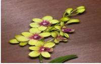 Gambar anggrek dendrobium verus yellow adara pra dewasa import dari Joseph's Orchid undefined 1 Tokopedia