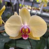 Gambar Seedling atau bibit anggrek bulan besar dari citra orchids_NEW undefined 2 Tokopedia