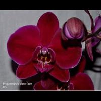Gambar Seedling atau bibit anggrek bulan besar dari citra orchids_NEW undefined 3 Tokopedia