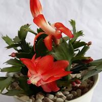 Gambar tanaman hias wijaya kusuma kepiting bunga merah dari puspa florista undefined 1 Tokopedia
