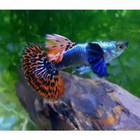 Gambar Ikan Guppy mozaick - PASANGAN dari anugrah fish undefined 1 Tokopedia