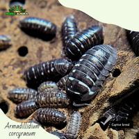 Gambar Isopoda hias armadillidium-corcyraeum dari Dunia Anura 99 undefined 4 Tokopedia