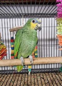 Gambar Ready Burung Parrot : Orange Winged Amazon Sepasang Dewasa Siap Ternak dari Satrio_RBF undefined 5 Tokopedia