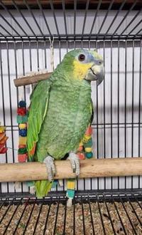 Gambar Ready Burung Parrot : Orange Winged Amazon Sepasang Dewasa Siap Ternak dari Satrio_RBF undefined 3 Tokopedia