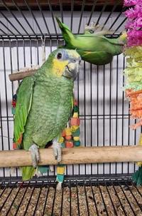 Gambar Ready Burung Parrot : Orange Winged Amazon Sepasang Dewasa Siap Ternak dari Satrio_RBF undefined 4 Tokopedia
