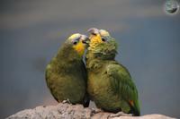 Gambar Ready Burung Parrot : Orange Winged Amazon Sepasang Dewasa Siap Ternak dari Satrio_RBF undefined 1 Tokopedia