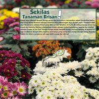 Gambar Krisan Sudah Berbunga Ecer Tanaman Hias Rumah Indoor - aster pink fant dari Bandar Kembang undefined 2 Tokopedia