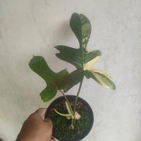 Gambar philo florida beuty varigata dari Nada plora undefined 1 Tokopedia