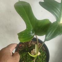 Gambar philo florida beuty varigata dari Nada plora undefined 2 Tokopedia