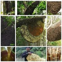 Gambar Madu Hutan Premium Sialang Curah Netto 500gr dari TOP MADU INDONESIA undefined 4 Tokopedia