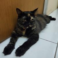 Gambar Lepas Adopsi Kucing Persia warna langka promo murah bangett dari apajadaaaa undefined 1 Tokopedia