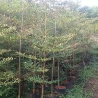 Gambar Ketapang kencana//Ketapang mini tinggi 150 cm dari Aqila flora undefined 3 Tokopedia