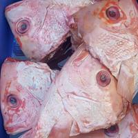 Gambar Kepala Ikan Kakap Fresh dari IKAN SEGAR SRIRIZKI undefined 1 Tokopedia