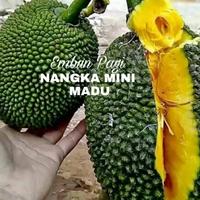Gambar Bibit Buah Nangka Madu Berbuah lebat tinggi 3 meter dari EMBUN PAGI SLEMAN YOGYAKARTA undefined 1 Tokopedia
