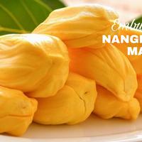 Gambar Bibit Buah Nangka Madu Berbuah lebat tinggi 3 meter dari EMBUN PAGI SLEMAN YOGYAKARTA undefined 2 Tokopedia