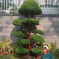Gambar taman bonsai 888 dari sanggar vanessa landscape undefined 1 Tokopedia