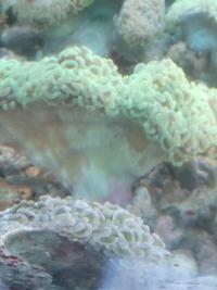 Gambar Siwalan Hijau - Terumbu Karang / Coral Reef dari Vijay Aquamarine undefined 4 Tokopedia