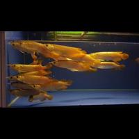 Gambar Ikan Arwana Super Red Berbagai Ukuran (Lengkap Chip + Sertifikat) - Merah, 10 dari Roby Arwana undefined 1 Tokopedia