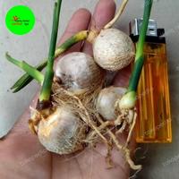 Gambar bahan bonsai pinang dari alfariq herbal undefined 2 Tokopedia