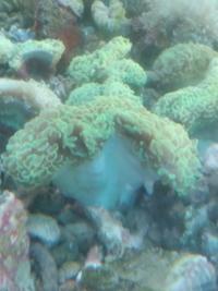 Gambar Siwalan Hijau - Terumbu Karang / Coral Reef dari Vijay Aquamarine undefined 1 Tokopedia
