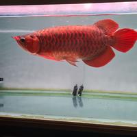Gambar Ikan Arwana Super Red Berbagai Ukuran (Lengkap Chip + Sertifikat) - Merah, 10 dari Roby Arwana undefined 5 Tokopedia