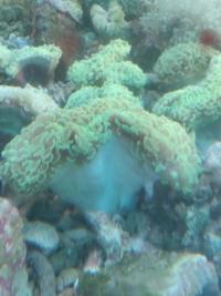Gambar Siwalan Hijau - Terumbu Karang / Coral Reef dari Vijay Aquamarine undefined 5 Tokopedia