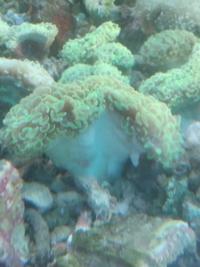 Gambar Siwalan Hijau - Terumbu Karang / Coral Reef dari Vijay Aquamarine undefined 3 Tokopedia