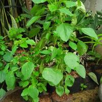 Gambar tanaman anting-anting - pohon herbal untuk kucing dari razkatanaman undefined 3 Tokopedia