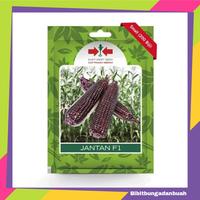 Gambar Benih Bibit Jagung Pulut Ketan Ungu Jantan F1 200 Biji Panah Merah dari Bibitbungadanbuah undefined 1 Tokopedia