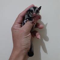 Gambar Sugar Glider Joey Classic Grey 1,5 bln Betina Jinak Termurah dari Om_Her Gliders Cikarang undefined 2 Tokopedia