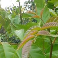 Gambar Pohon Kayu Jawa / Kudo / Jaranan Daun - daun 100 gr dari AnMar.id undefined 1 Tokopedia