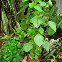Gambar tanaman anting-anting - pohon herbal untuk kucing dari razkatanaman undefined 1 Tokopedia