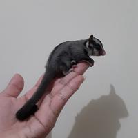 Gambar Sugar Glider Joey Classic Grey 1,5 bln Betina Jinak Termurah dari Om_Her Gliders Cikarang undefined 5 Tokopedia