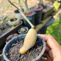 Gambar Euphorbia Hedyotoides Caudex di pot bonsai dari mayongraya bonsai undefined 3 Tokopedia