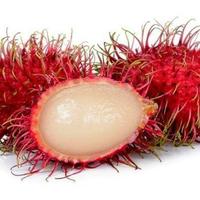 Gambar bibit rambutan tanpa biji dari BERKAT KEBUN BIBIT undefined 4 Tokopedia