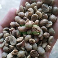 Gambar green bean robusta temanggung natural grade2 dari Tisim Coffee undefined 5 Tokopedia